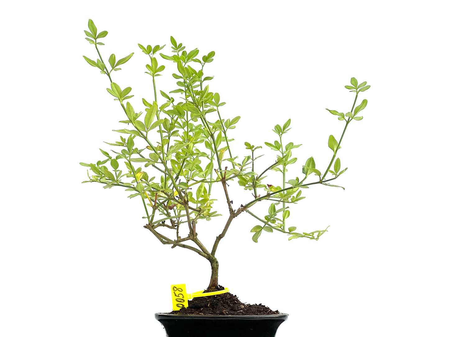 Jazminum Nodiflorum 0058