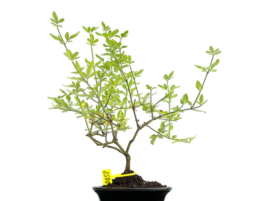 Jazminum Nodiflorum 0058