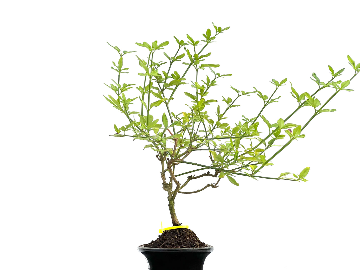 Jazminum Nodiflorum 0058