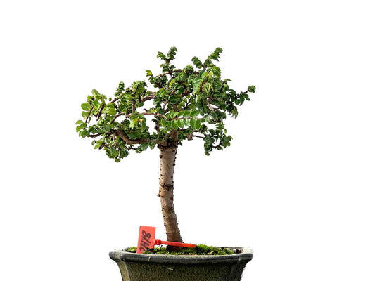 Ulmus Parvifolia 2418