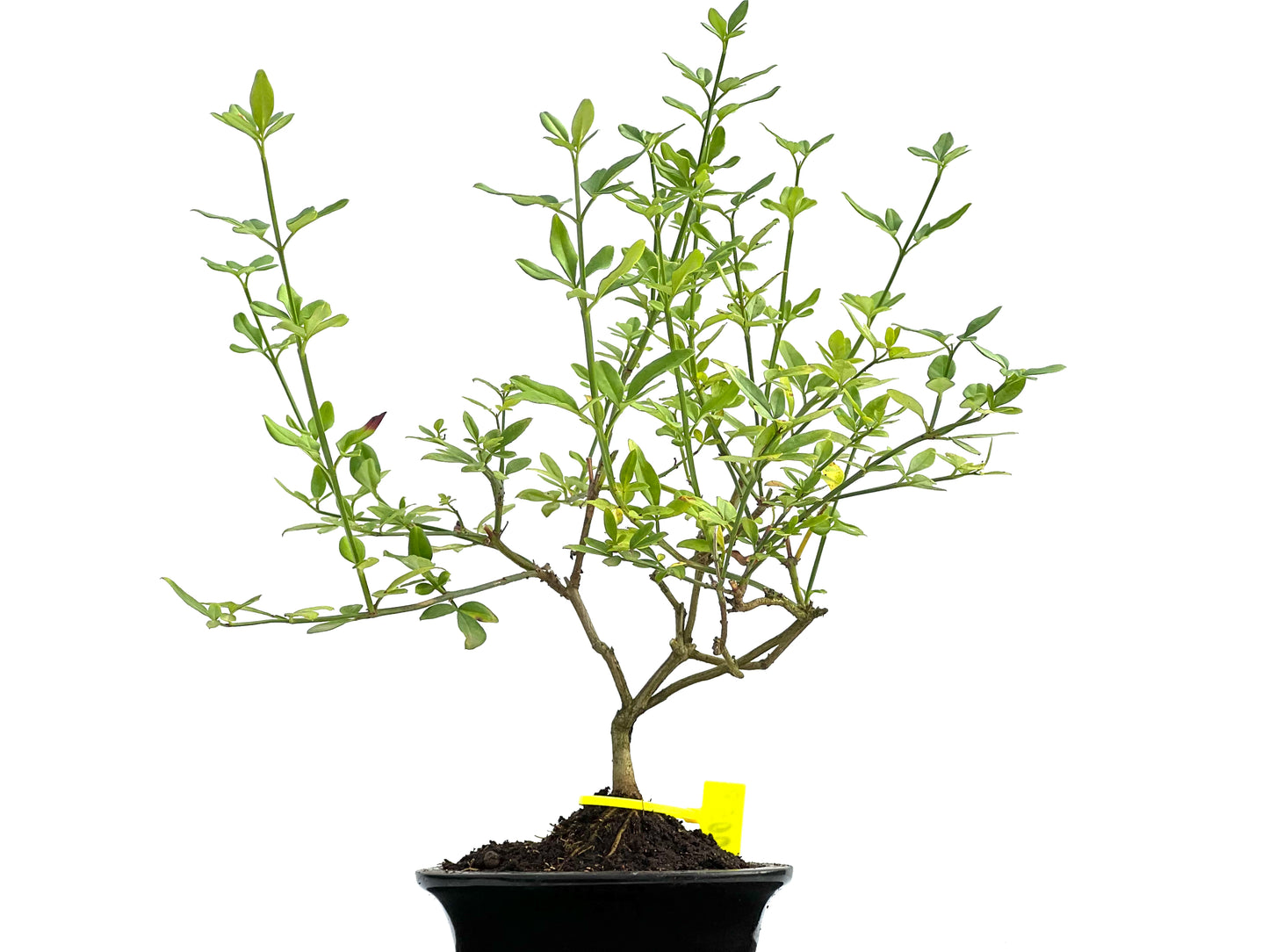 Jazminum Nodiflorum 0058