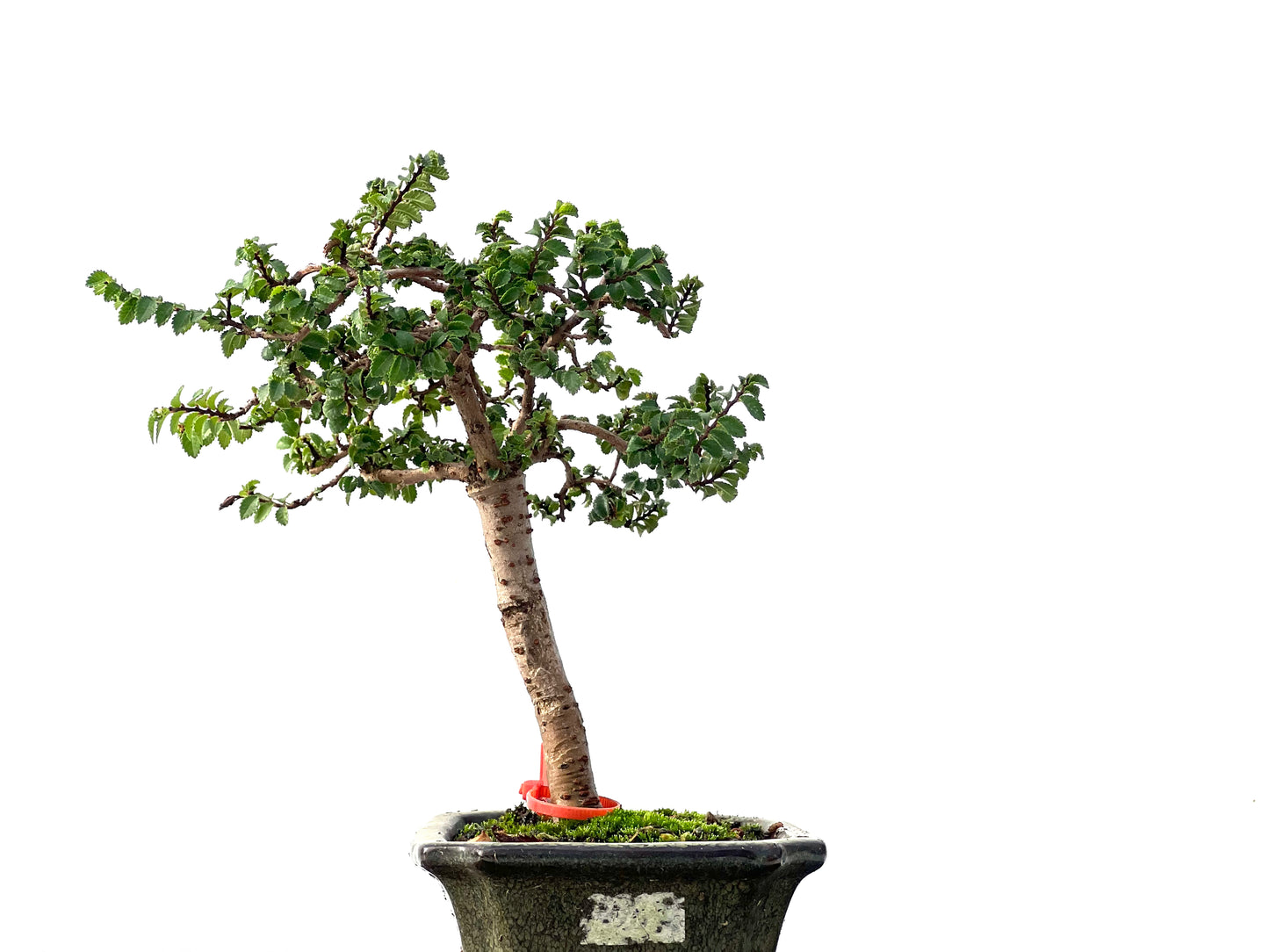 Ulmus Parvifolia 2418