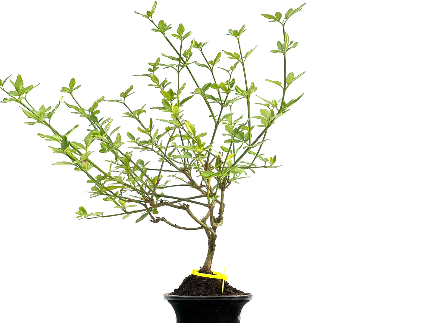 Jazminum Nodiflorum 0058