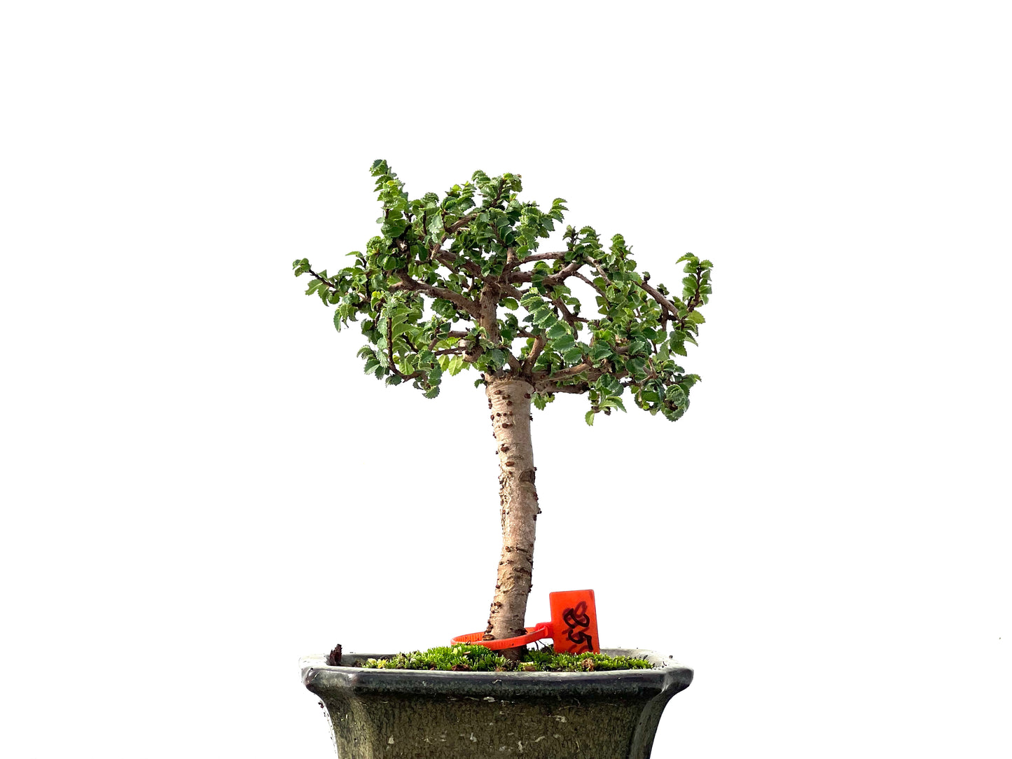 Ulmus Parvifolia 2418