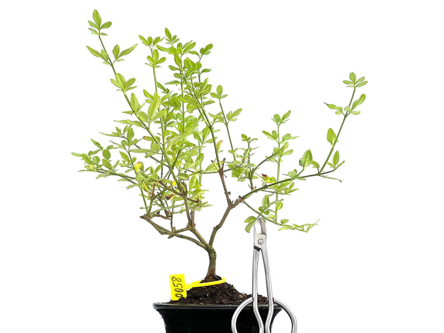 Jazminum Nodiflorum 0058