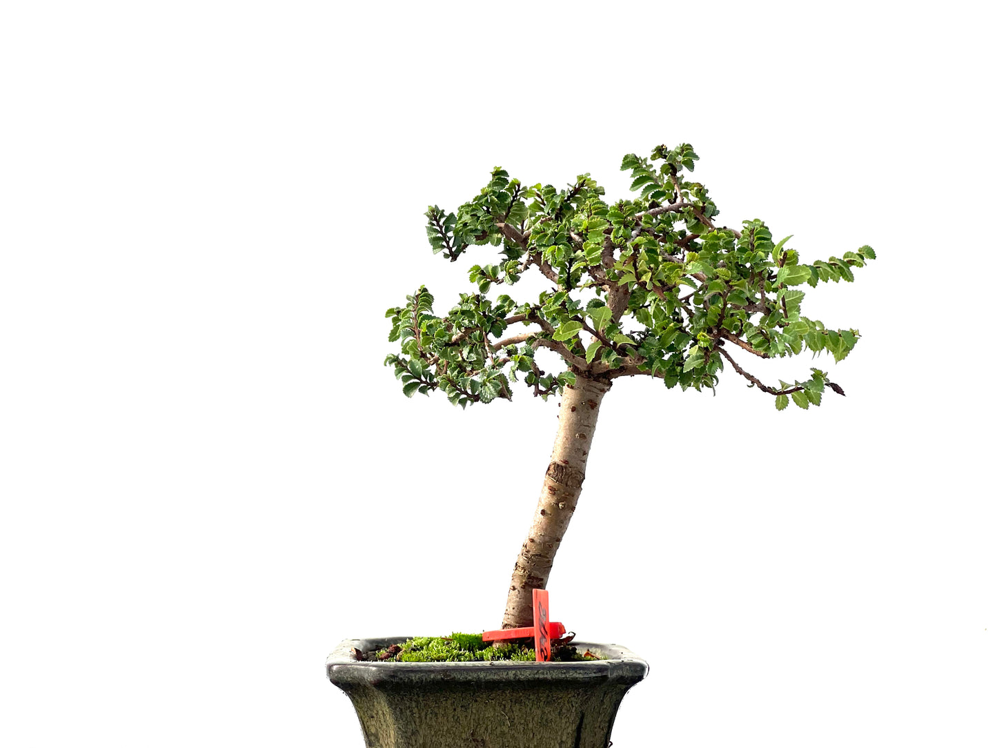 Ulmus Parvifolia 2418