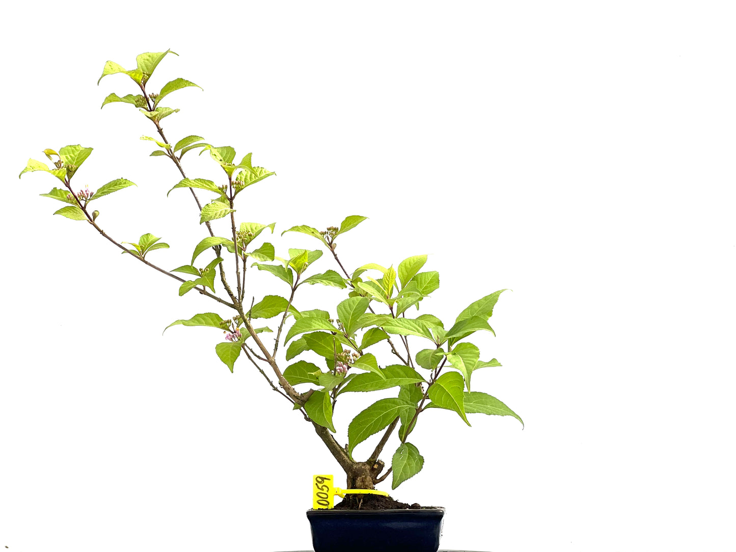 Callicarpa Japonica 0059