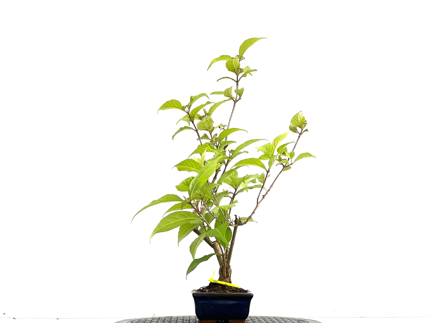 Callicarpa Japonica 0059