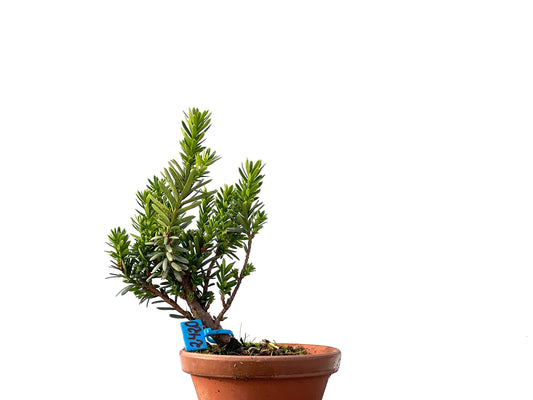 Taxus Baccata 2420