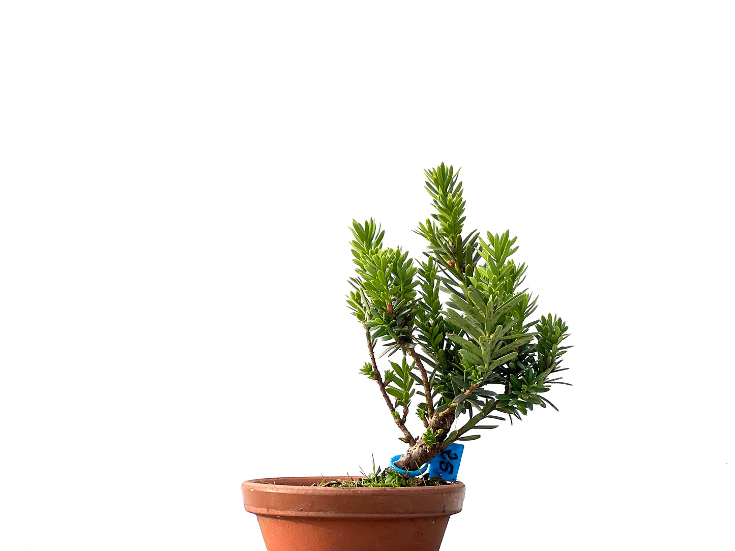 Taxus Baccata 2420