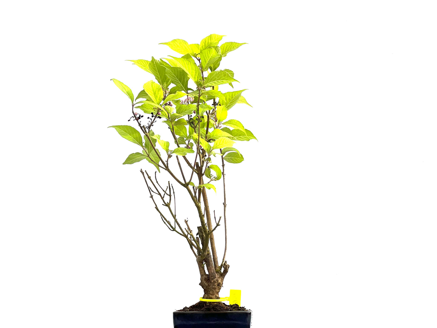 Callicarpa Japonica 0052