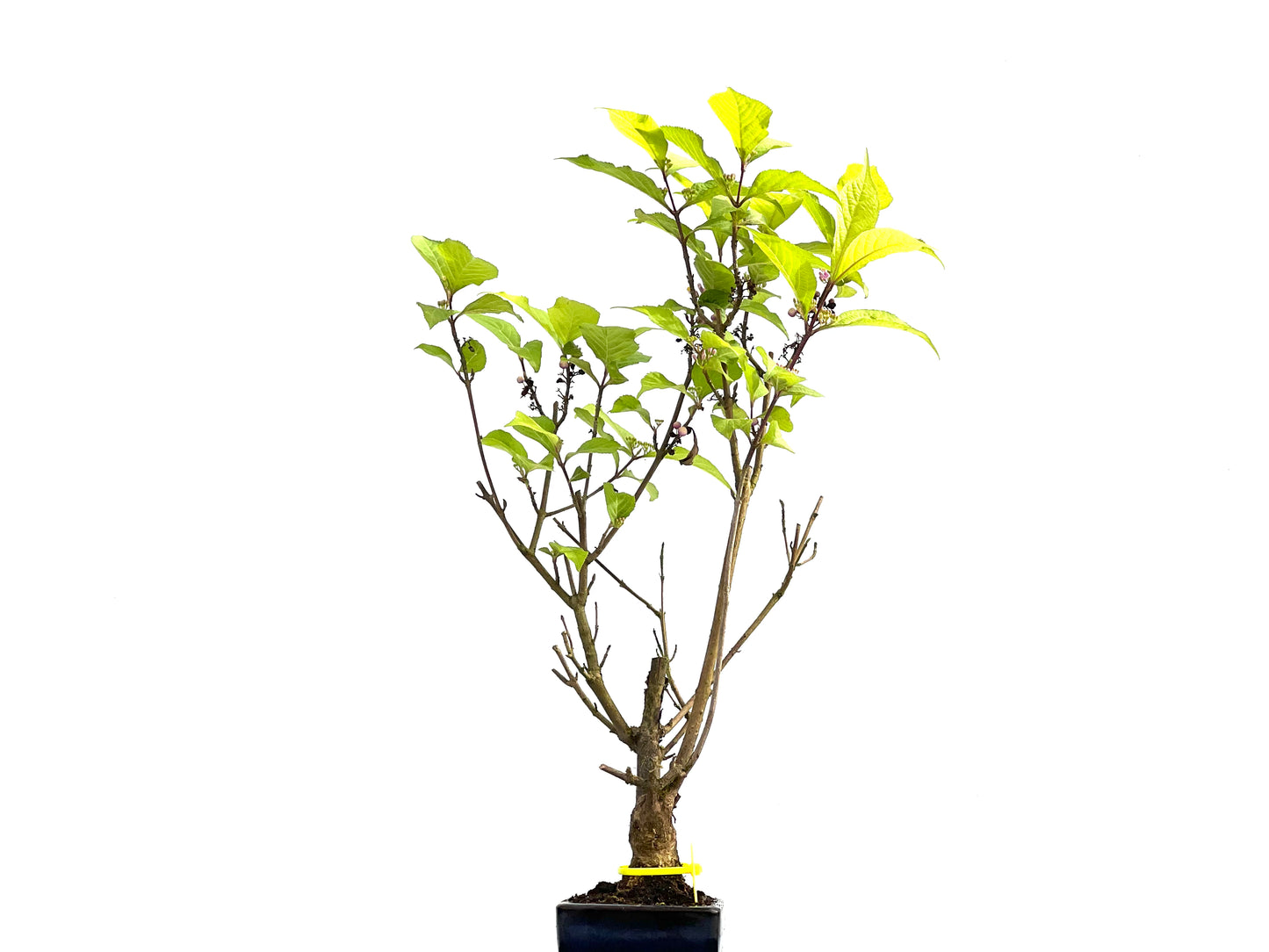 Callicarpa Japonica 0052