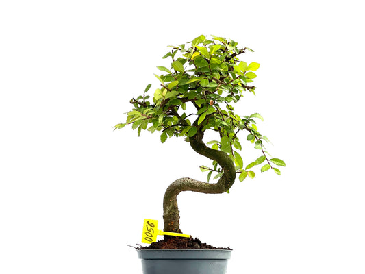 Ulmus Parvifolia 0056