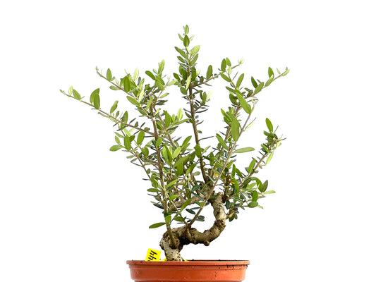 Olea Europaea Sylvestris 0044
