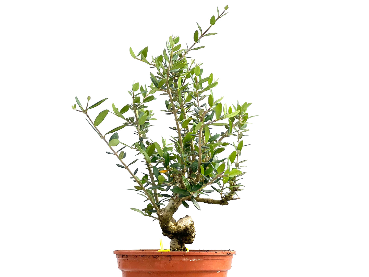 Olea Europaea Sylvestris 0044