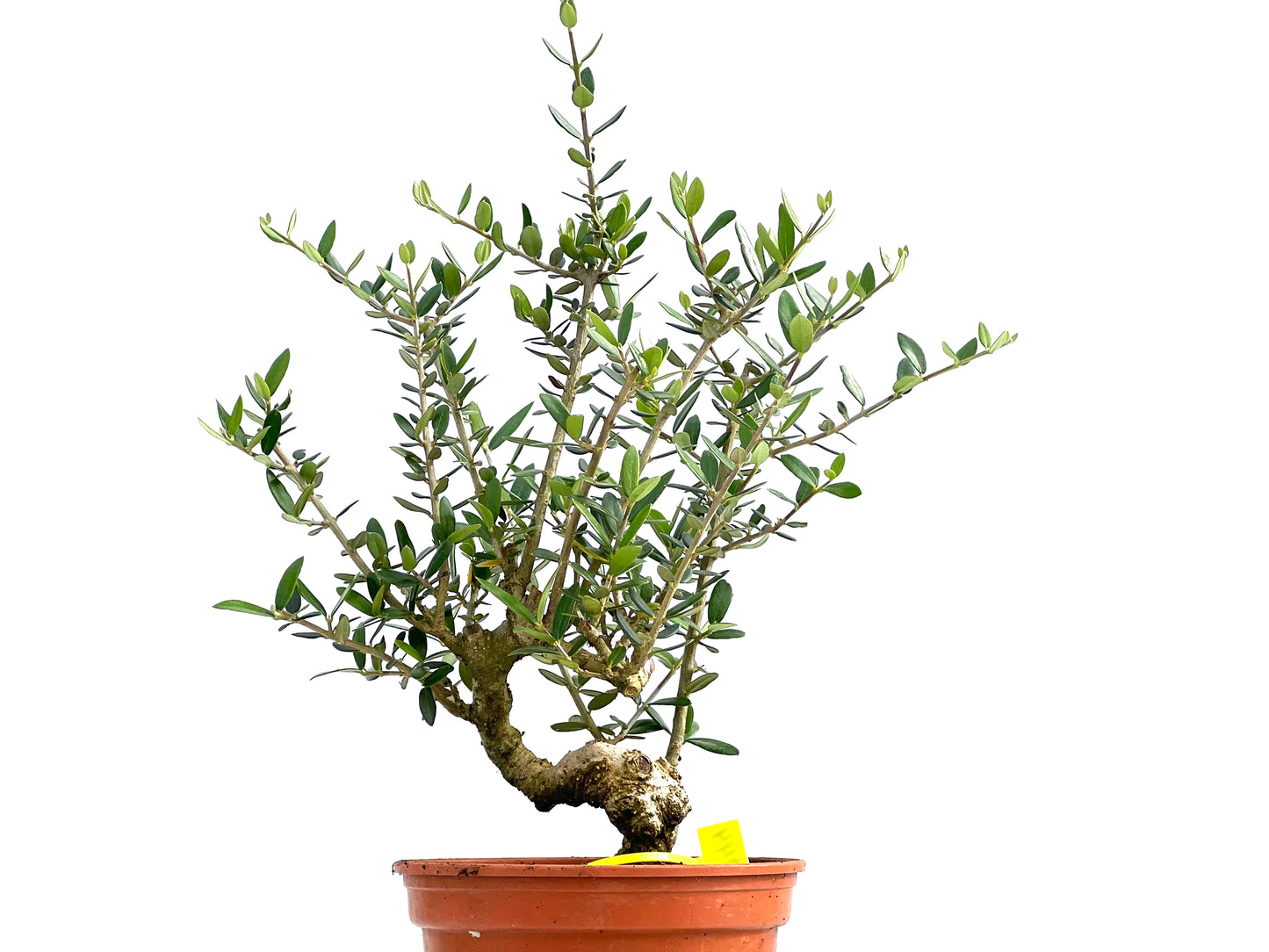 Olea Europaea Sylvestris 0044