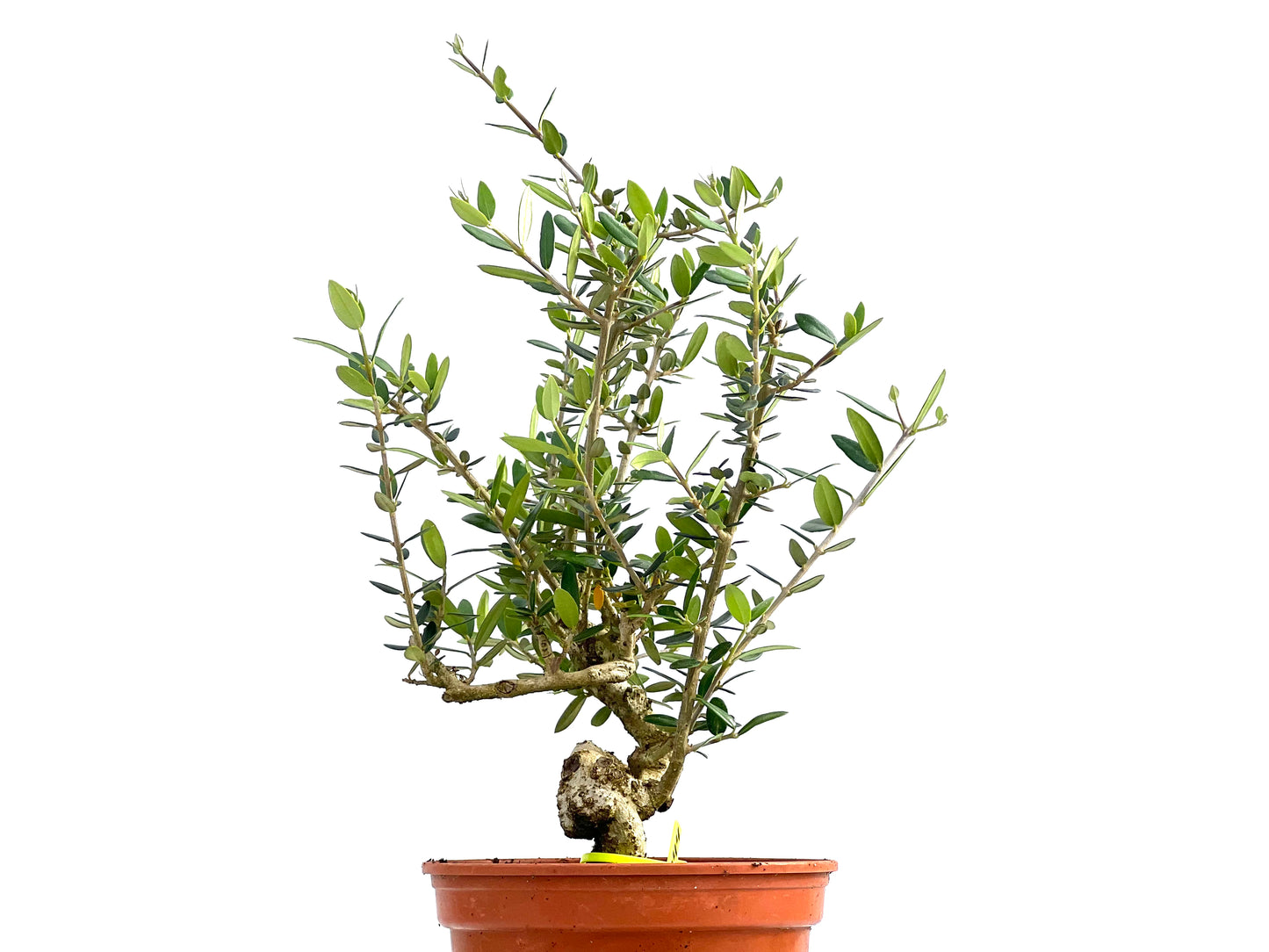 Olea Europaea Sylvestris 0044