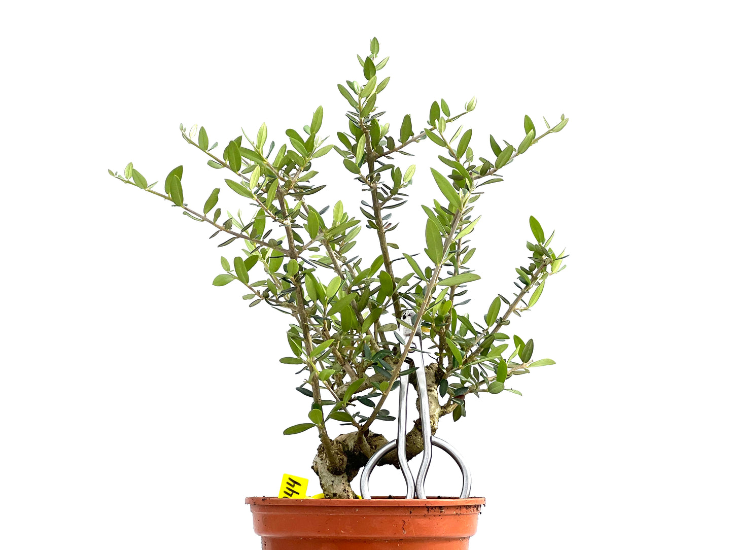 Olea Europaea Sylvestris 0044