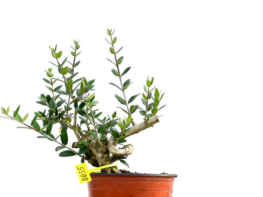 Olea Europaea Sylvestris 0055