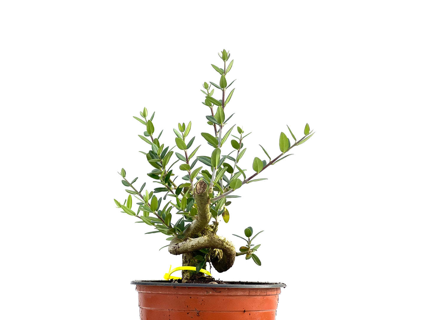 Olea Europaea Sylvestris 0055