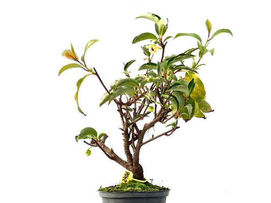 Kadsura Japonica 2406