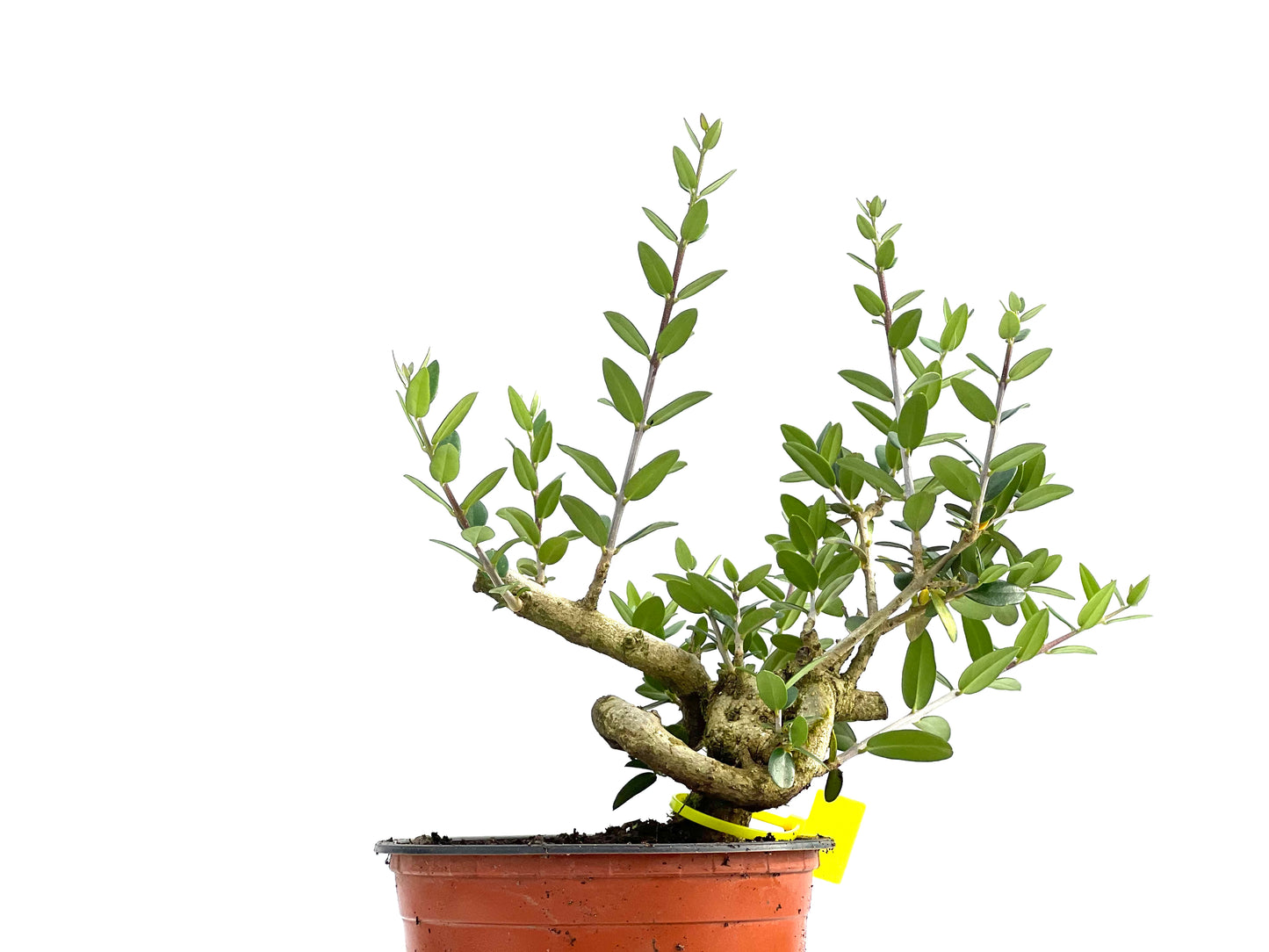 Olea Europaea Sylvestris 0055