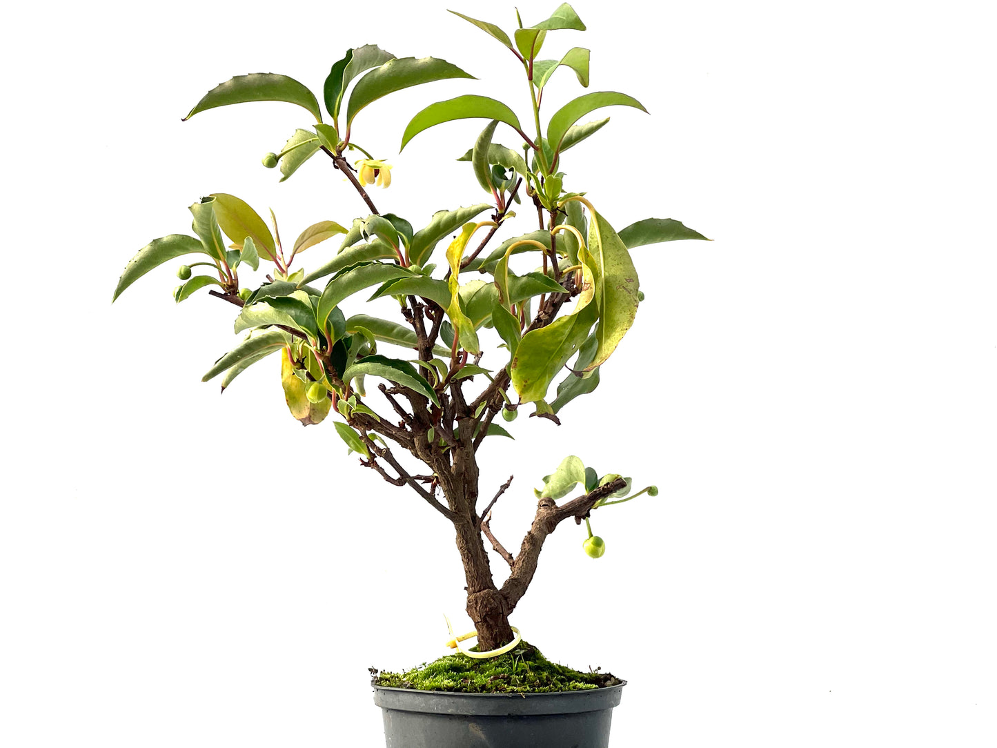 Kadsura Japonica 2406