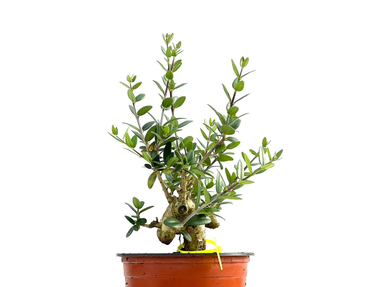 Olea Europaea Sylvestris 0055