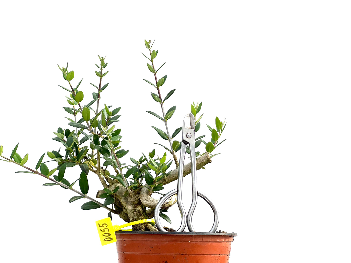 Olea Europaea Sylvestris 0055
