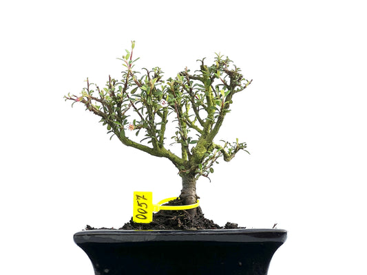 Cotoneaster Microphylla 0057