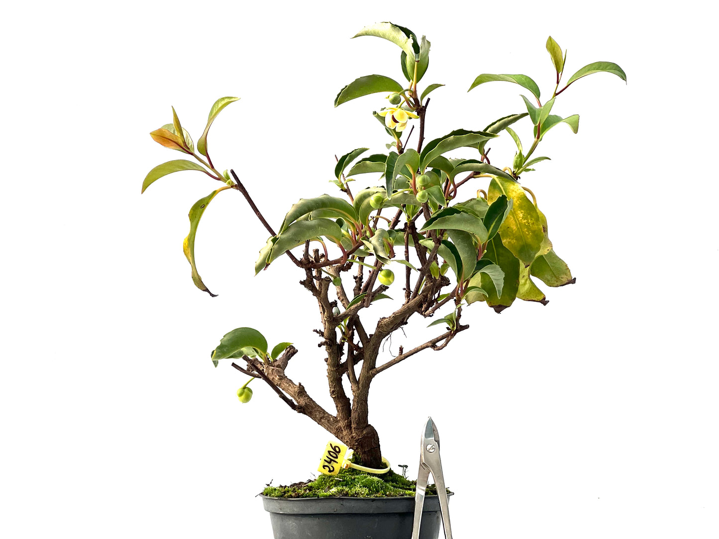 Kadsura Japonica 2406