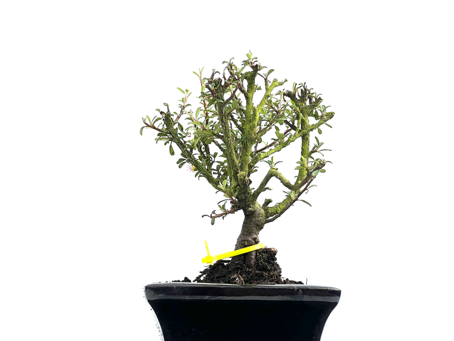 Cotoneaster Microphylla 0057