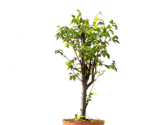 Zelkova Serrata 2403