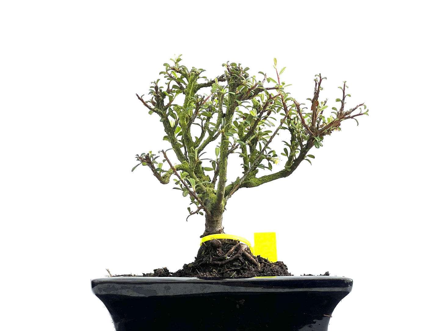 Cotoneaster Microphylla 0057