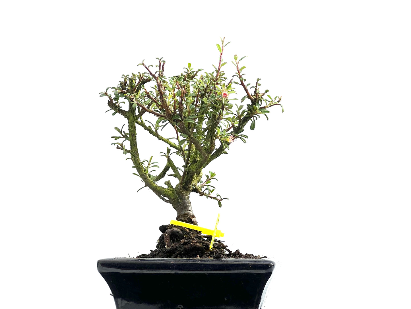 Cotoneaster Microphylla 0057