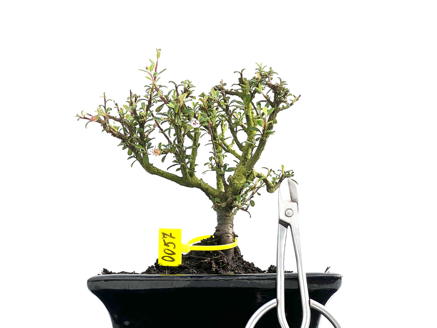 Cotoneaster Microphylla 0057