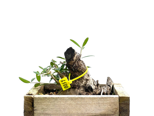 Olea Europaea Sylvestris 0051