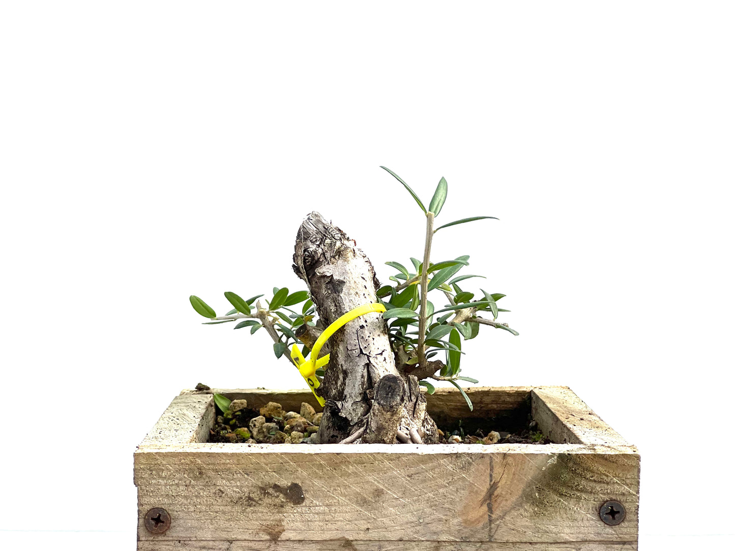 Olea Europaea Sylvestris 0051