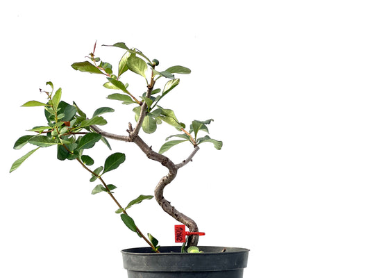 Chaenoemeles Japonica 2404