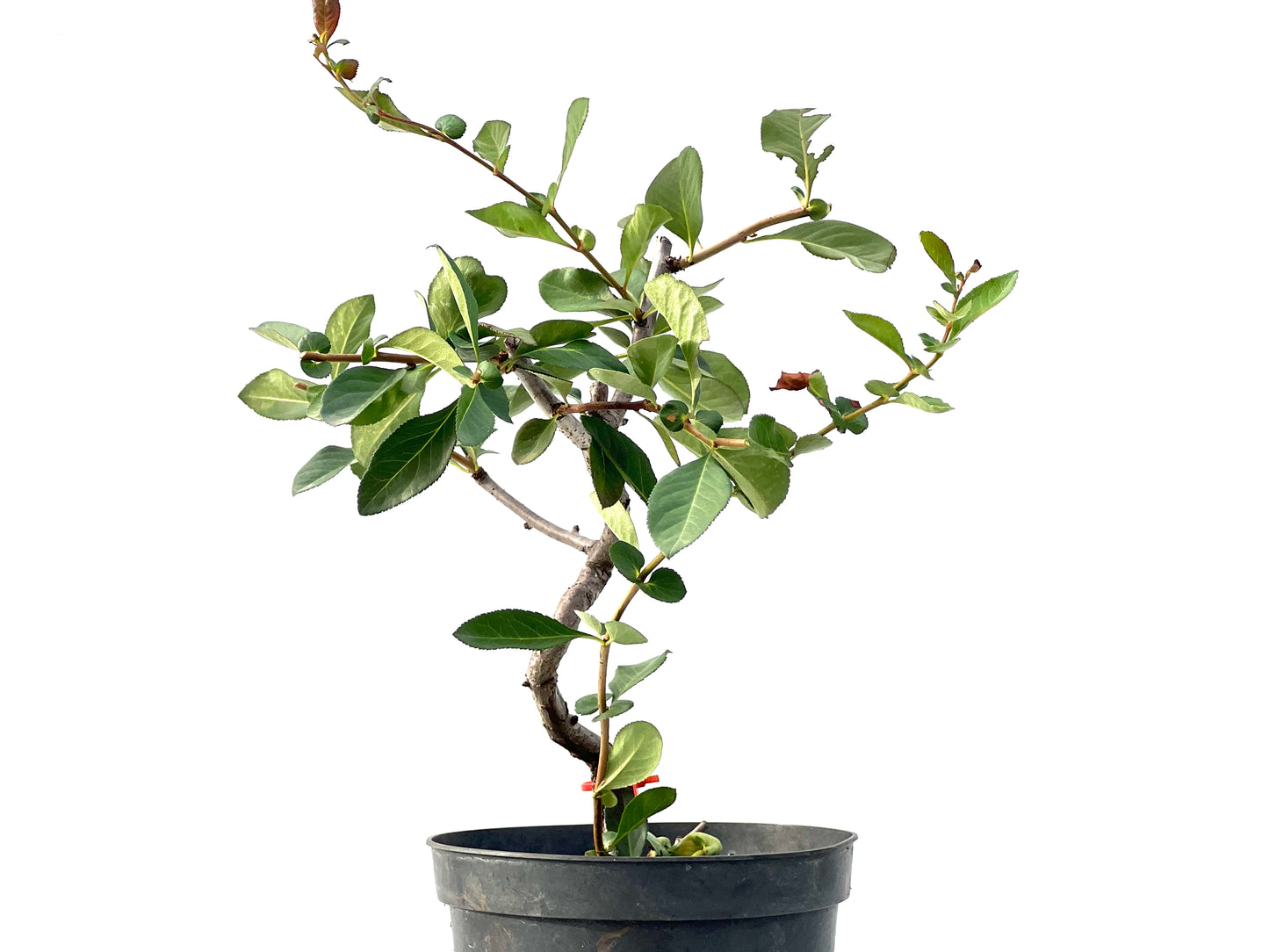 Chaenoemeles Japonica 2404