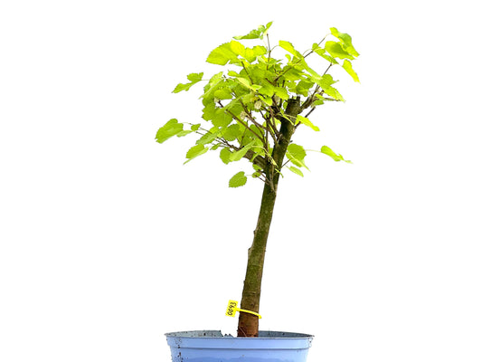Morus Alba 0043
