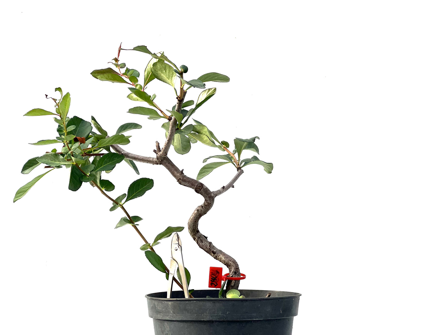 Chaenoemeles Japonica 2404