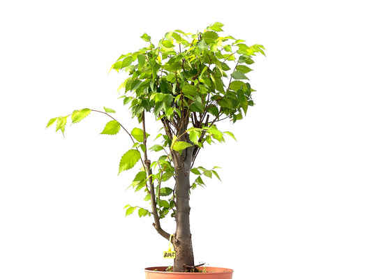 Zelkova Serrata 2408