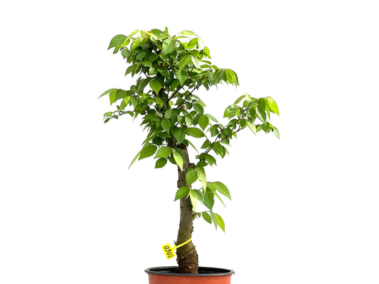 Zelkova Serrata 0060