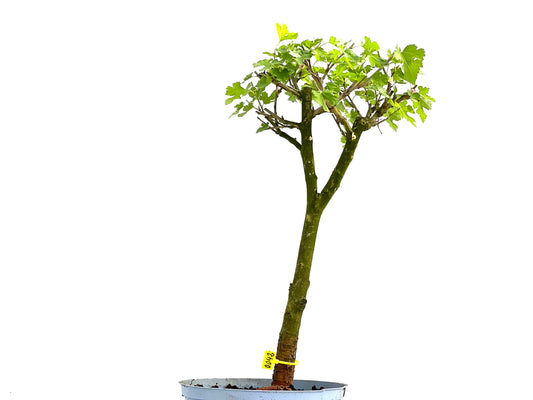 Morus Alba 0042