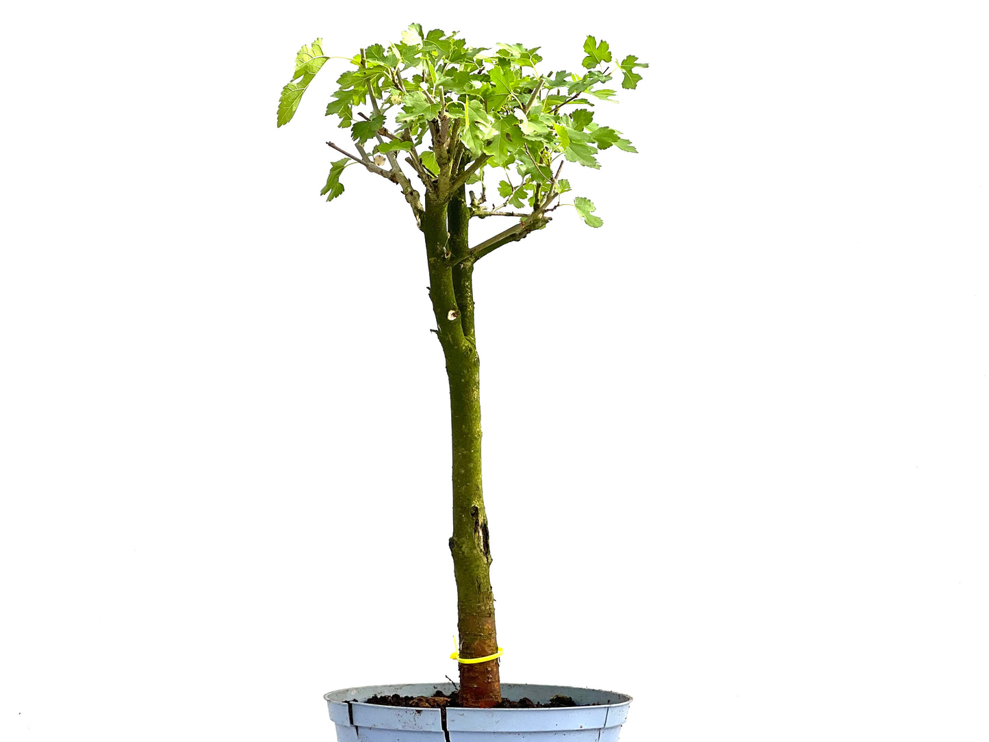 Morus Alba 0042