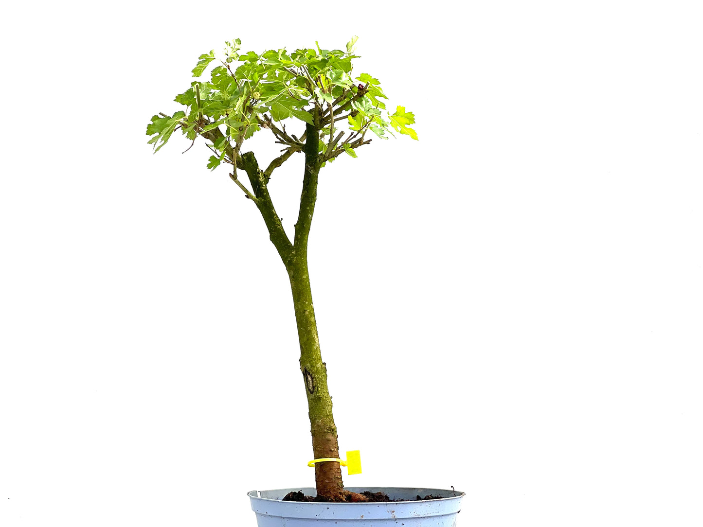 Morus Alba 0042
