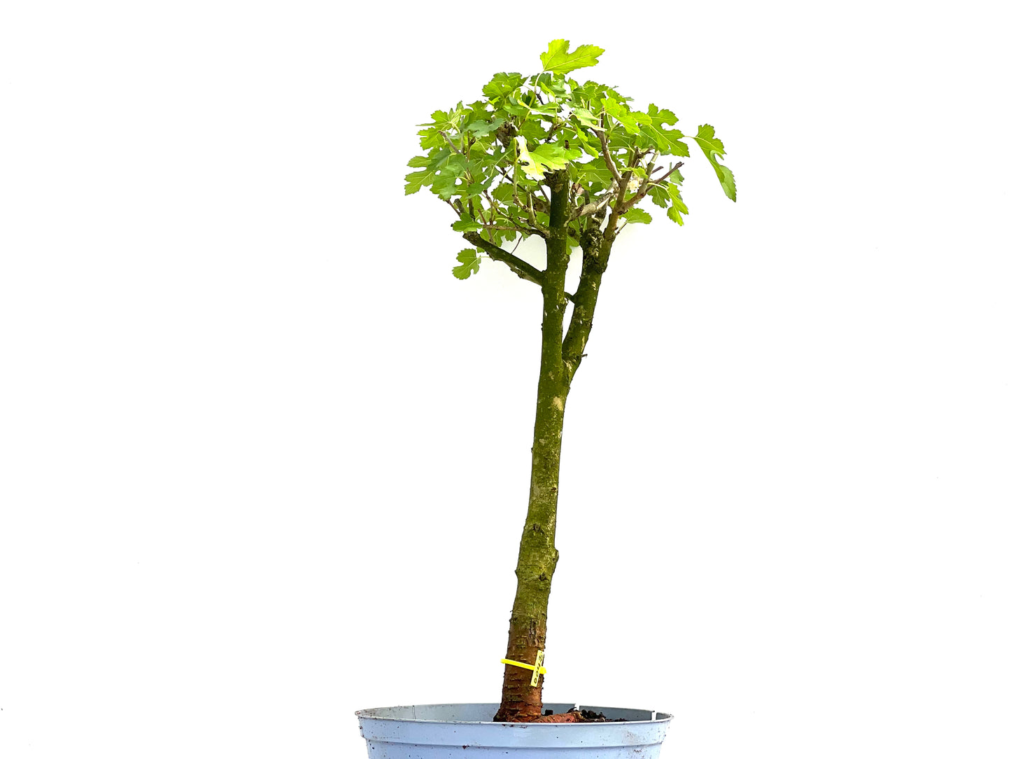 Morus Alba 0042