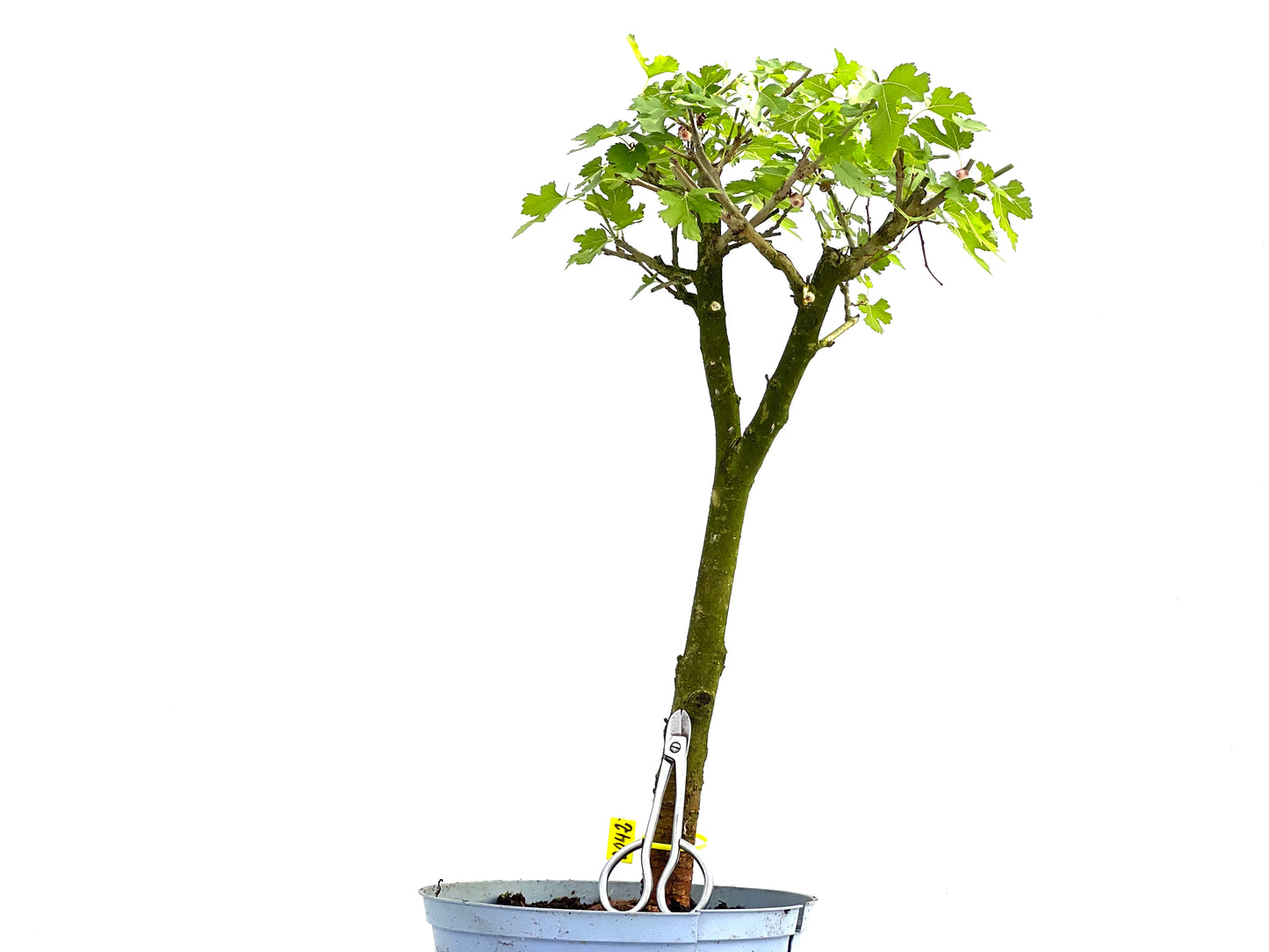 Morus Alba 0042