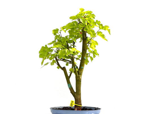 Morus Alba 0041